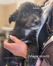 PIPA, Hund, Mischlingshund in Rumänien