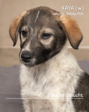 KAYA, Hund, Mischlingshund in Rumänien