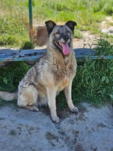 RORI, Hund, Mischlingshund in Rumänien