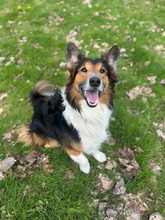 SAM, Hund, Collie in Hamburg