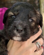 VELCRO, Hund, Mischling in Italien