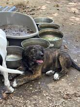 VELCRO, Hund, Mischlingshund in Italien
