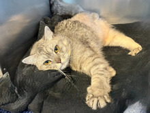 FELIDA, Katze, Britisch Kurzhaar - Mix in Hamburg