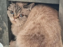 LOTTA, Katze, Britisch Kurzhaar in Hamburg