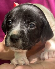 VANOSCH, Hund, Mischling in Italien