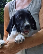 VANOSCH, Hund, Mischlingshund in Italien