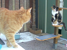HEARTLY, Katze, Europäisch Kurzhaar in Hamburg