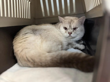 INDIGO, Katze, Britisch Kurzhaar in Hamburg