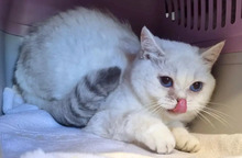 CHUMMY, Katze, Britisch Kurzhaar in Hamburg