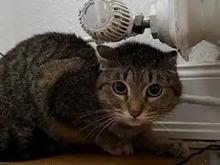 CRYSTAL, Katze, Europäisch Kurzhaar in Hamburg