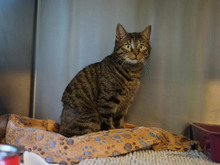 SORAYA, Katze, Europäisch Kurzhaar in Hamburg