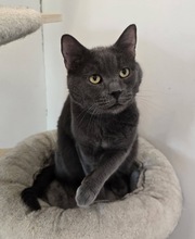 EDMUND, Katze, Russisch Blau Mix in Ungarn
