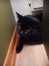 PELLE, Katze, Europäisch Kurzhaar in Straelen