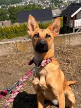 YMIR, Hund, Malinois-Podenco-Mix in Kamp-Lintfort