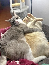 RAYO, Katze, Europäisch Kurzhaar in Spanien