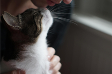 TINY, Katze, Europäisch Kurzhaar in Karlsruhe