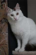 IBIS, Katze, Langhaarkatze in Karlsruhe