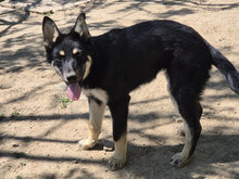 AKUMA, Hund, Mischlingshund in Bulgarien