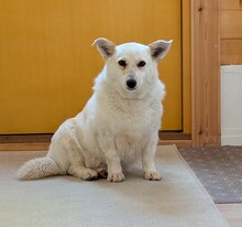DORI, Hund, Mischlingshund in Hohenschäftlarn