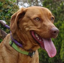 MAVERICK, Hund, Dachshund X in Zypern