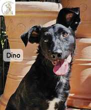 DINO, Hund, Mischlingshund in Herrsching