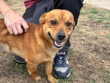 SANDRINO, Hund, Mischlingshund in Italien