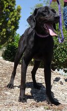 AREAN, Hund, Mischlingshund in Zypern