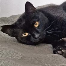 KIOSKO, Katze, Europäisch Kurzhaar in Spanien