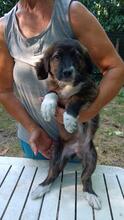 VANCE, Hund, Mischlingshund in Italien