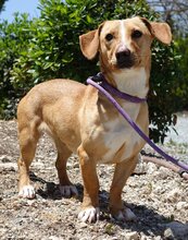 ELLY, Hund, Mischlingshund in Neumünster