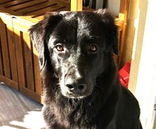 BOBBO, Hund, Mischlingshund in Griechenland