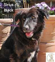 SIRIUSBLACK, Hund, Mischlingshund in Herrsching