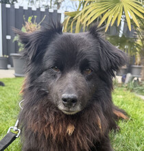MORI, Hund, Mischlingshund in Duisburg