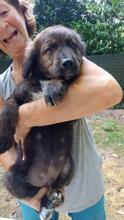 VALO, Hund, Mischlingshund in Italien