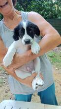 VAIKO, Hund, Mischlingshund in Italien