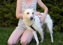 ENNI, Hund, Mischlingshund in Hohenschäftlarn