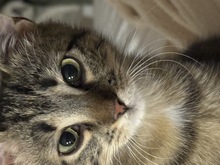 PIXEL, Katze, Europäisch Kurzhaar in Birkenwerder
