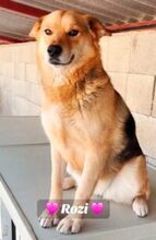 ROZI6, Hund, Schäferhund -Mischling in Ungarn