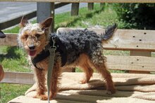 EDGAR, Hund, Mischlingshund in Ungarn