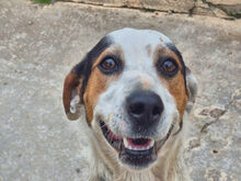 OCCHIBLU, Hund, Mischlingshund in Italien