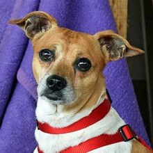 BETO, Hund, Bodeguero Andaluz-Mix in Eckental