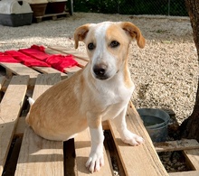 AURORA, Hund, Mischlingshund in Griechenland