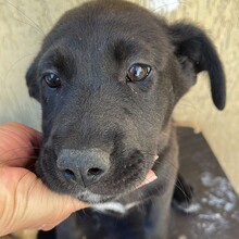 DOBBY, Hund, Mischlingshund in Rumänien