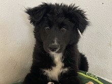 DINA, Hund, Mischlingshund in Rumänien