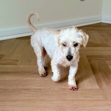 TINI, Hund, Mischlingshund in Kalefeld