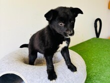 LOKY, Hund, Mischlingshund in Rumänien