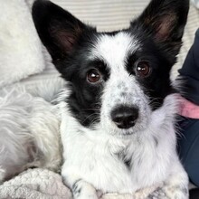 LOTTE, Hund, Mischlingshund in Reichersbeuern