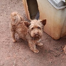 ASLAN, Hund, Mischlingshund in Röthenbach