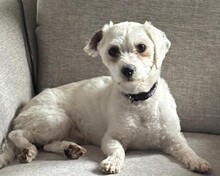 PUFFY, Hund, Mischlingshund in Hellwege