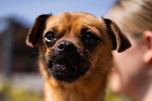 ELLIE, Hund, Pekinese-Mischling in Münster